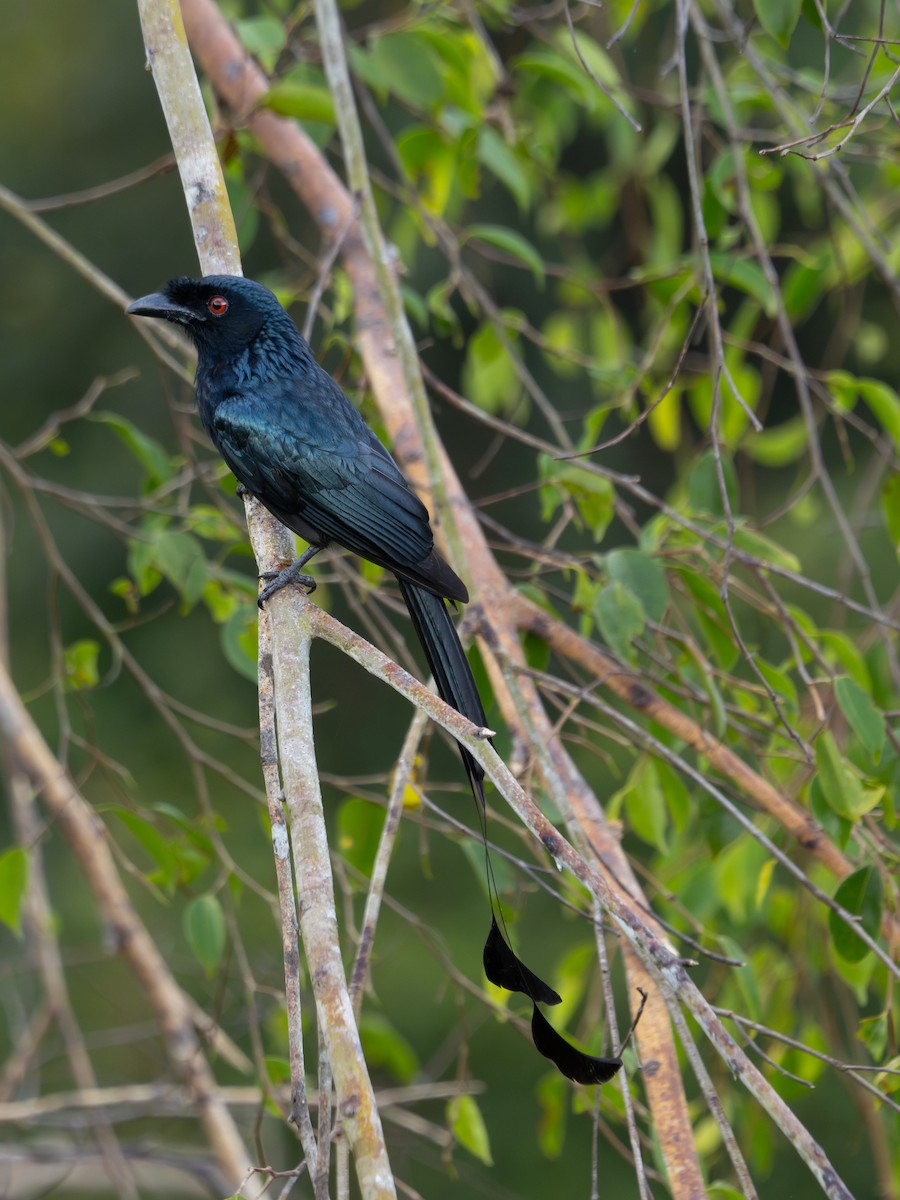 Greater Racket-tailed Drongo - ML619928585