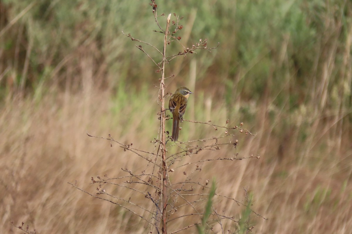 Long-tailed Reed Finch - ML619928594