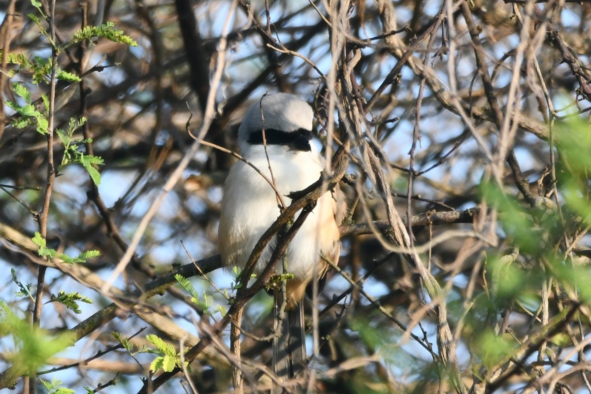 Long-tailed Shrike - ML619928595