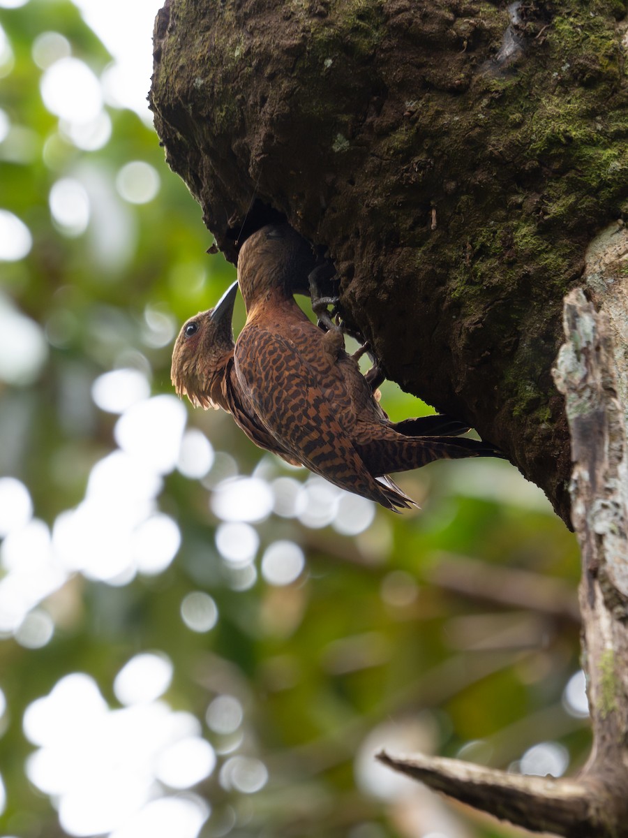 Rufous Woodpecker - ML619928598