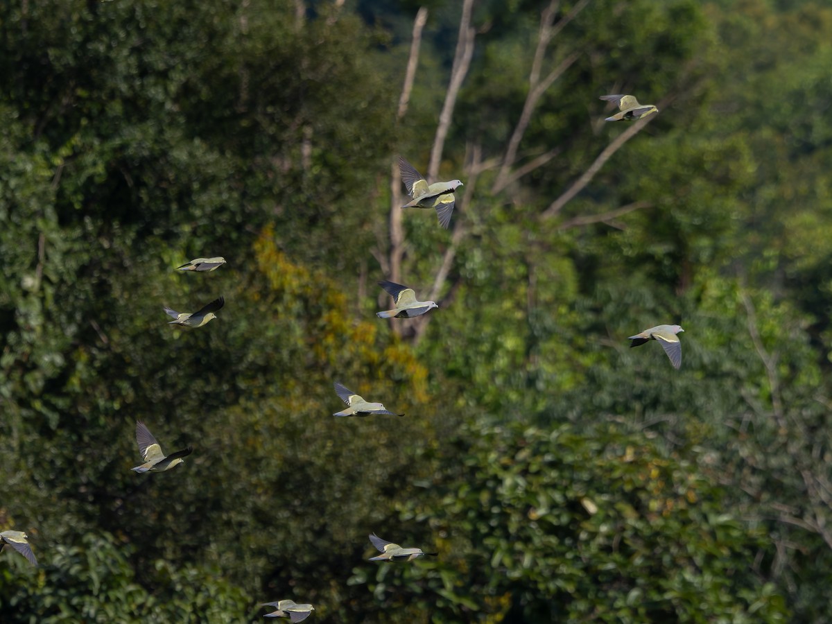 Pink-necked Green-Pigeon - ML619928614