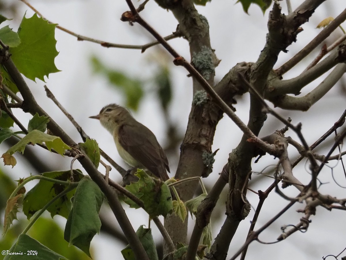 Ötücü Vireo (gilvus) - ML619928617