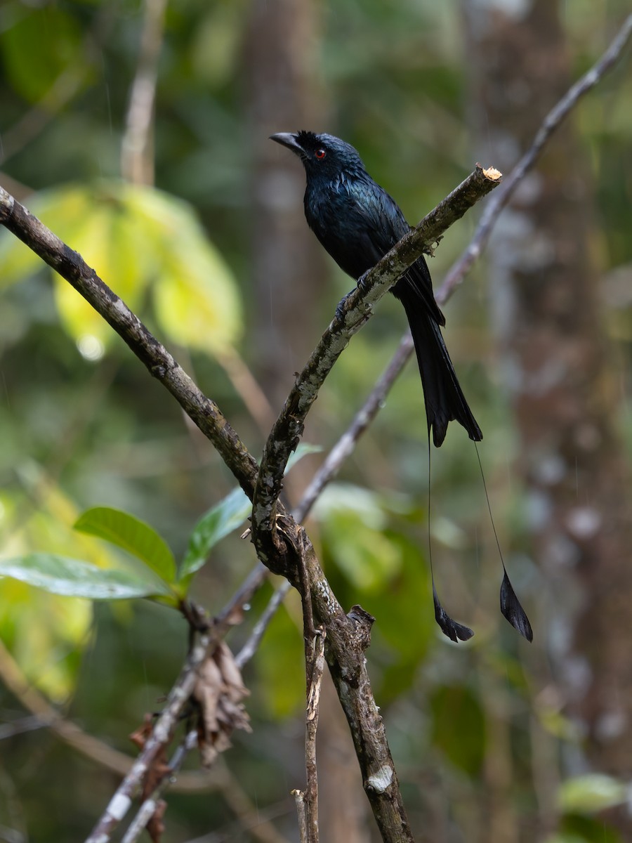 Greater Racket-tailed Drongo - ML619928629