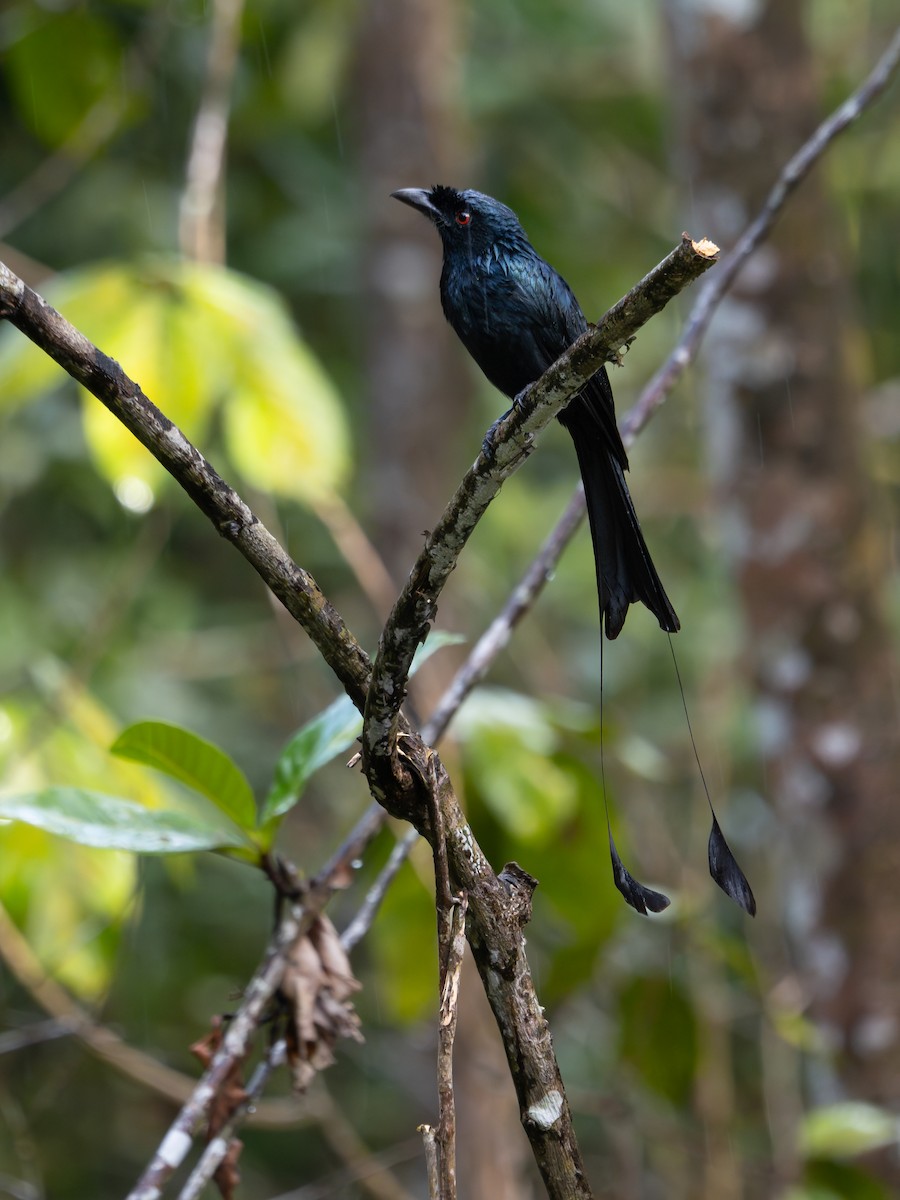 Greater Racket-tailed Drongo - ML619928630