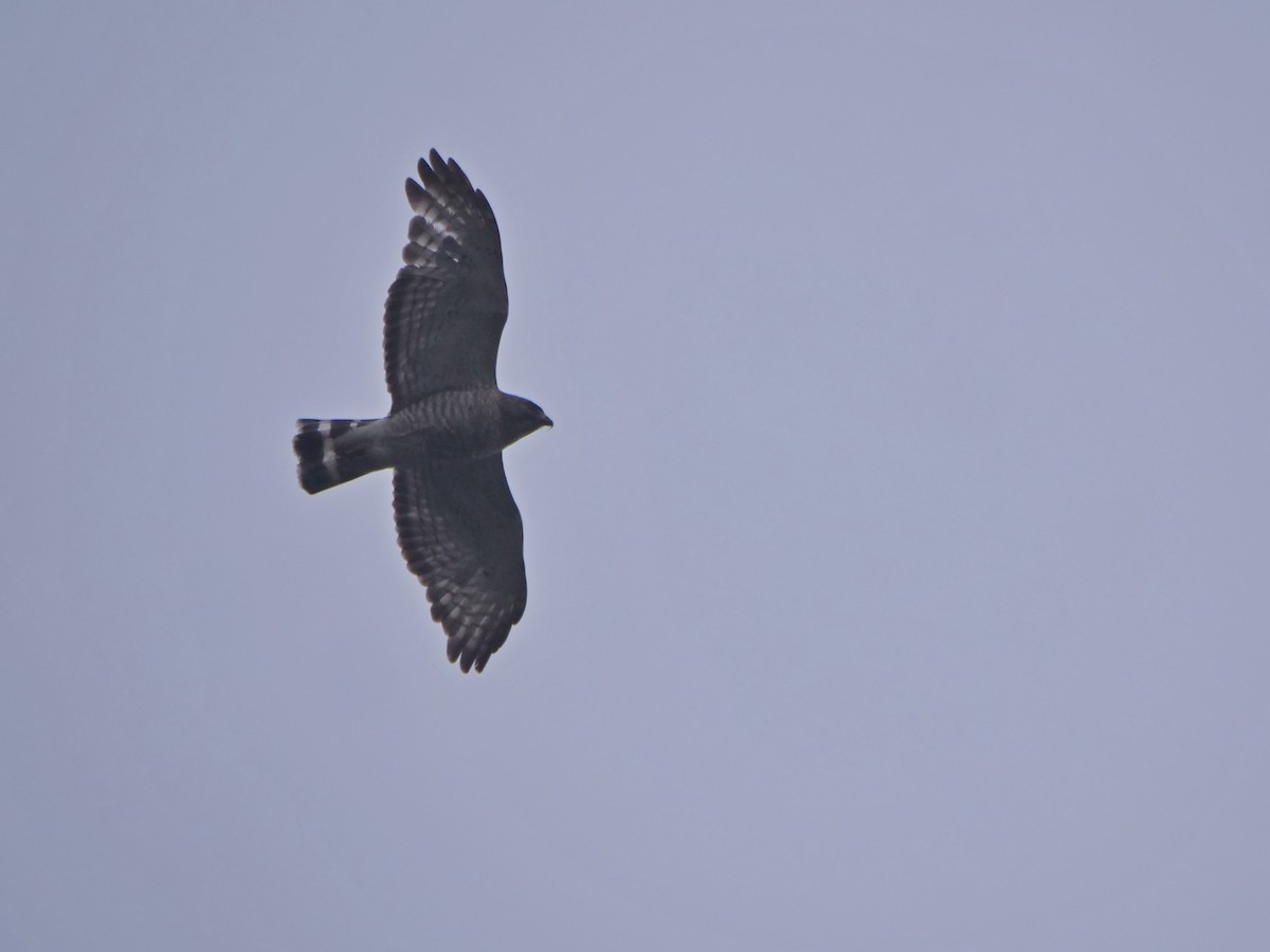 Broad-winged Hawk - ML619928641