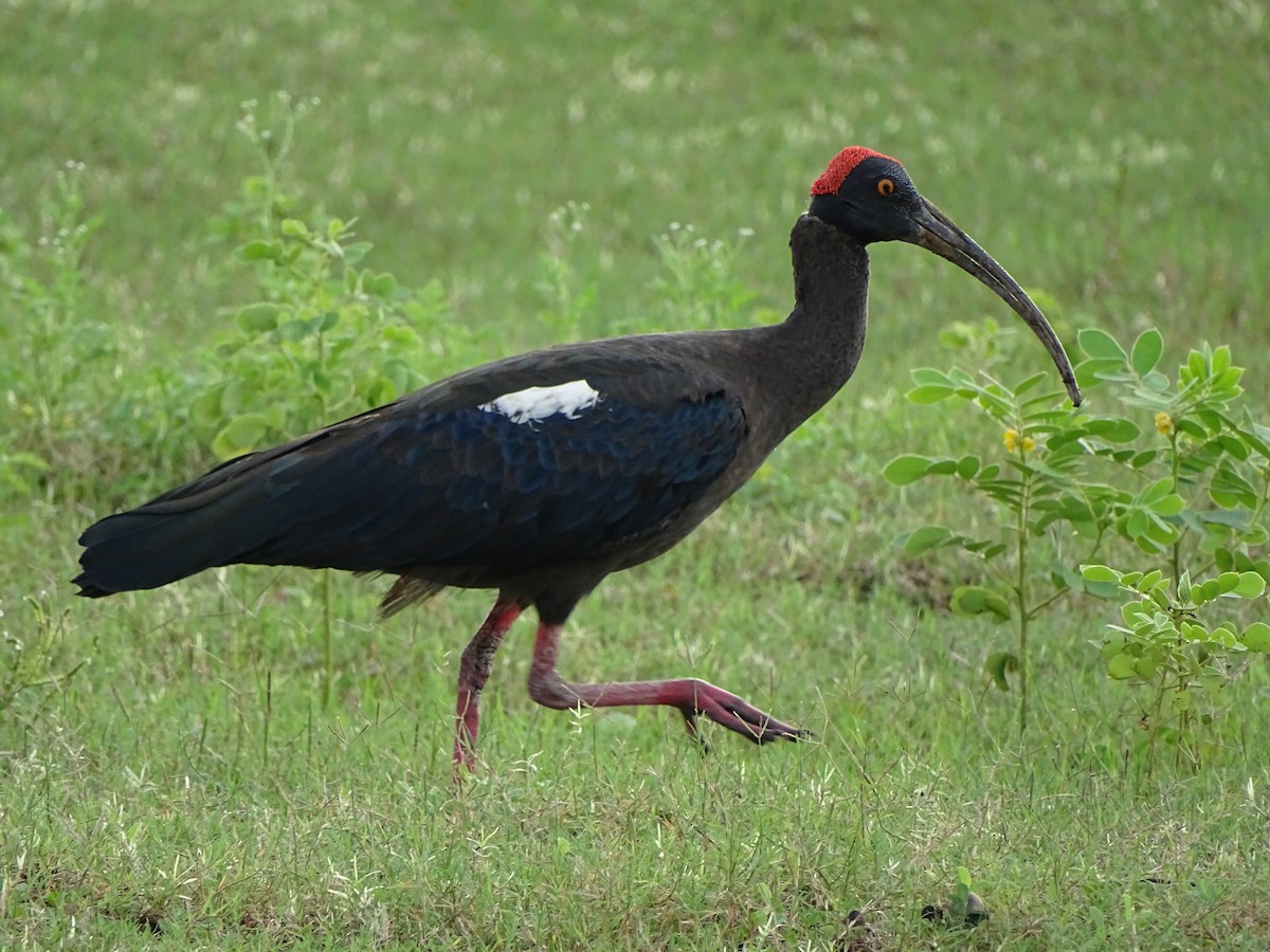 ibis bradavičnatý - ML619928664
