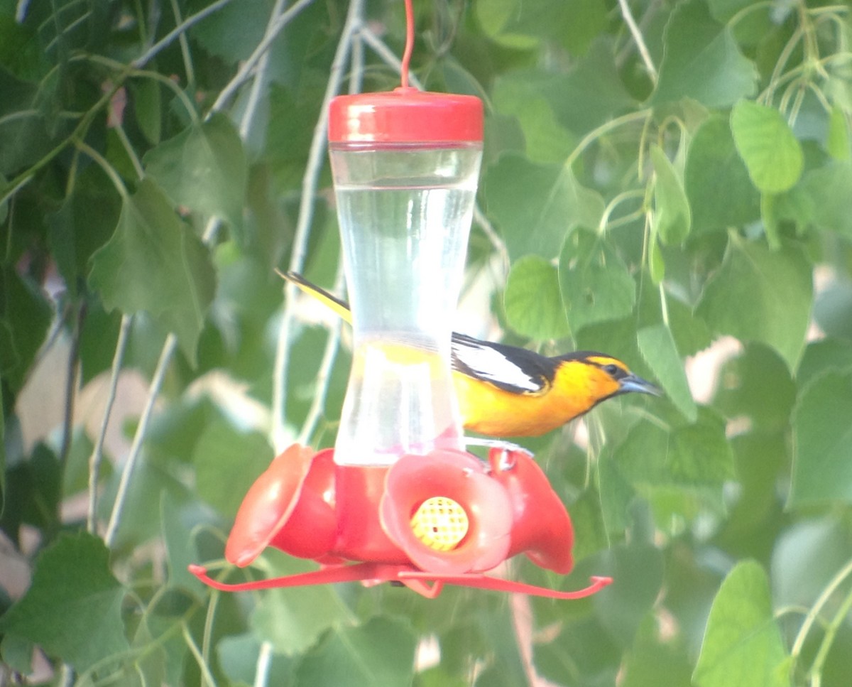 Bullock's Oriole - ML619928670