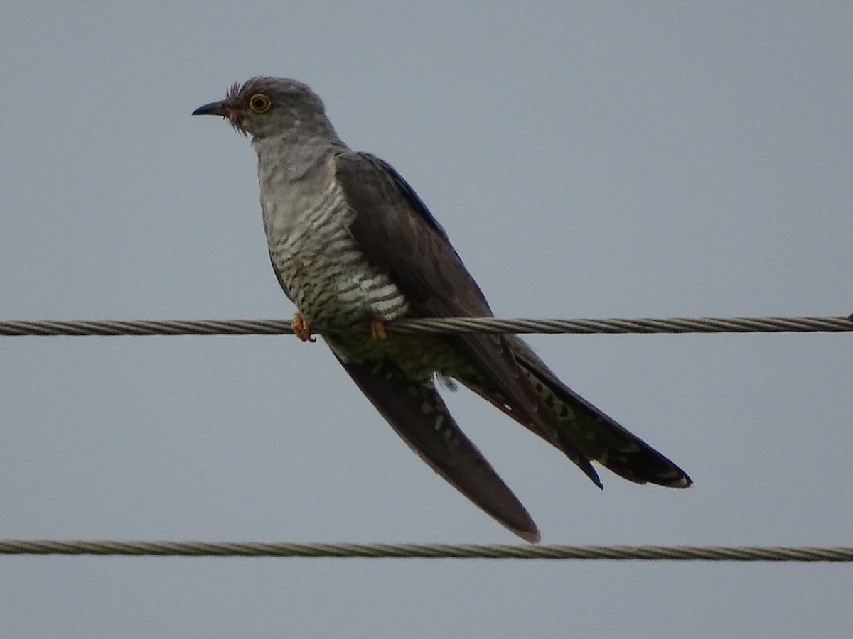 Common Cuckoo - ML619928691