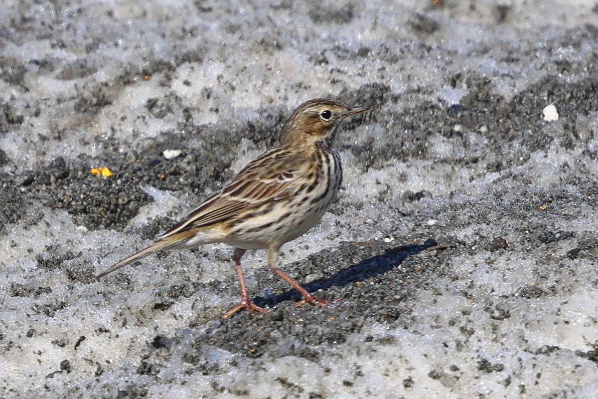Meadow Pipit - ML619928706