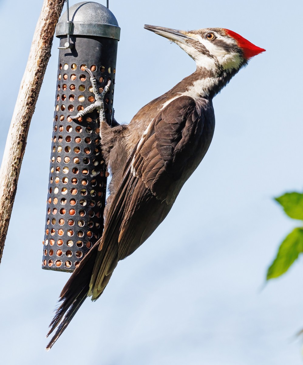 Pileated Woodpecker - ML619928717