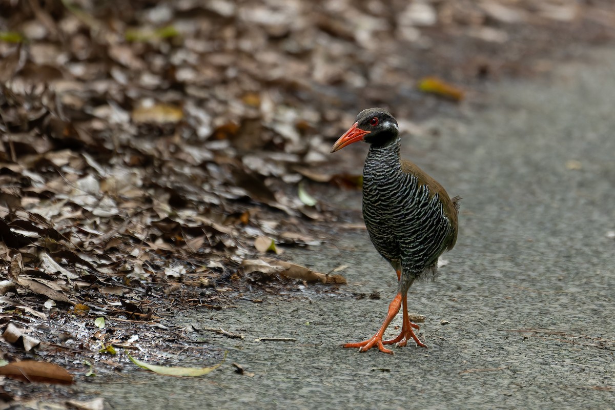 Okinawa Rail - ML619928738