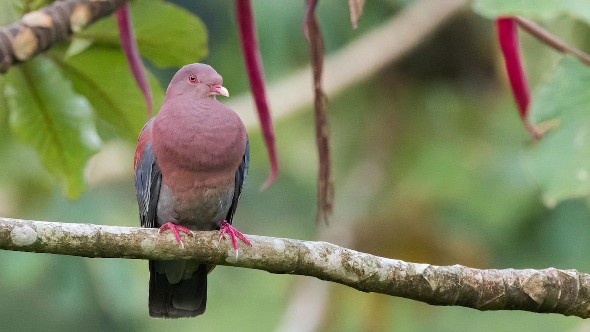 Red-billed Pigeon - ML619928742