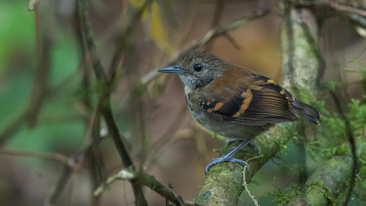 Spotted Antbird - ML619928750