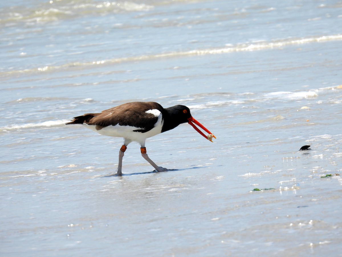 American Oystercatcher - ML619928753