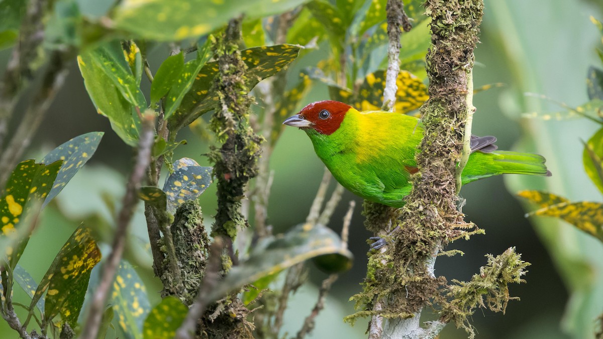 Rufous-winged Tanager - ML619928760