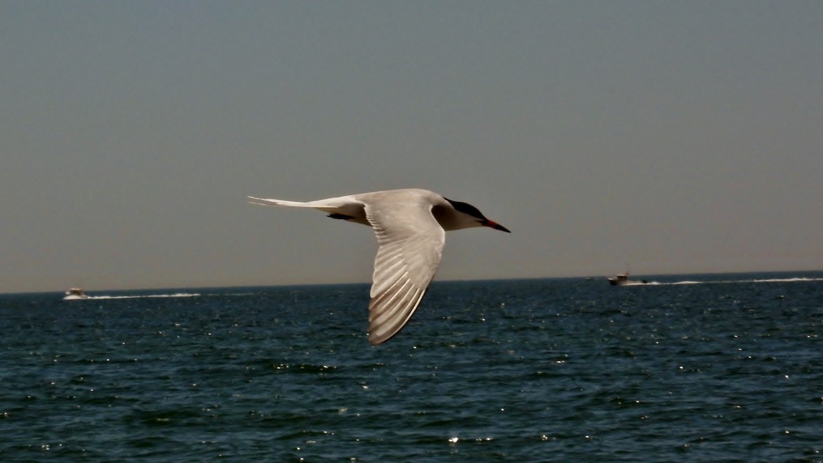Common Tern - ML619928761
