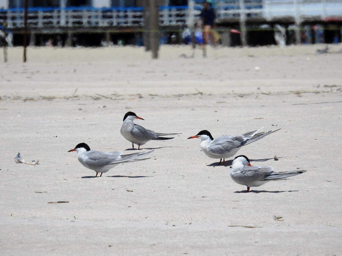 Common Tern - ML619928762