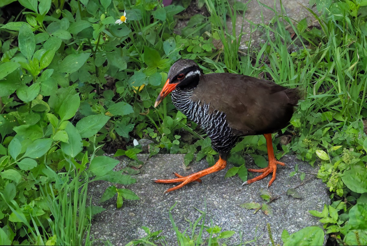 Okinawa Rail - ML619928769