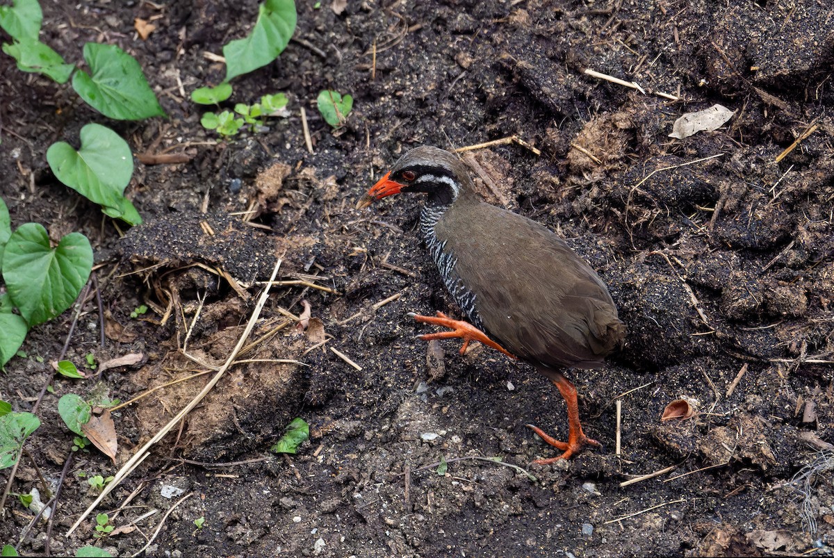 Okinawa Rail - ML619928770