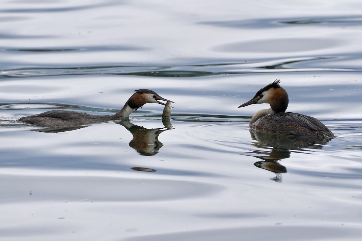 Great Crested Grebe - ML619928777