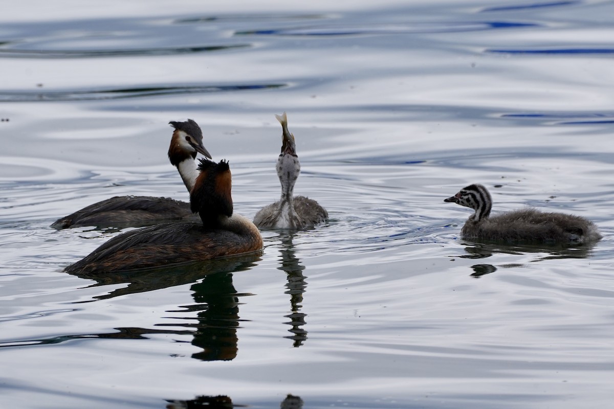 Great Crested Grebe - ML619928788