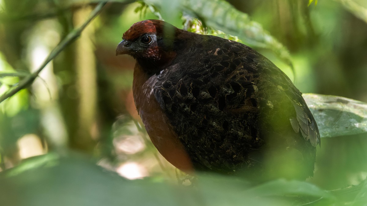 Black-eared Wood-Quail - John Andersen