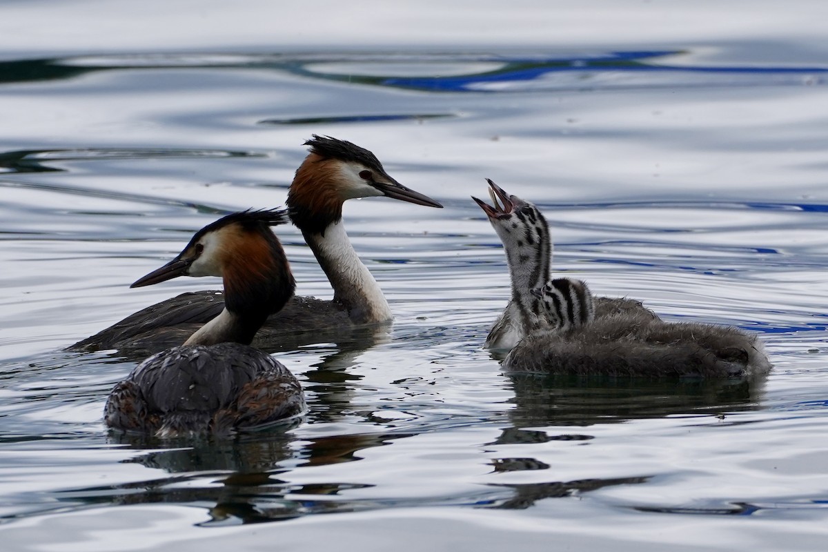 Great Crested Grebe - ML619928790