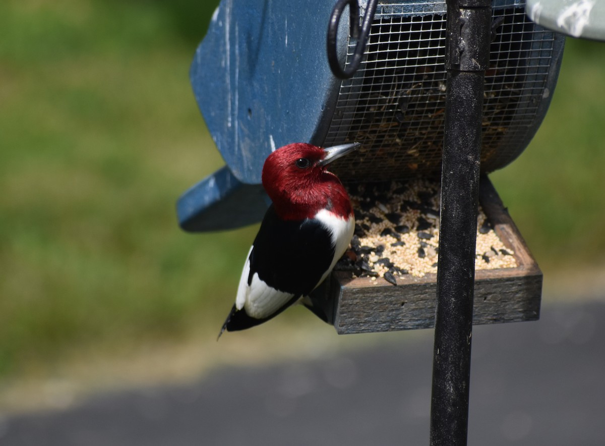 Red-headed Woodpecker - ML619928809