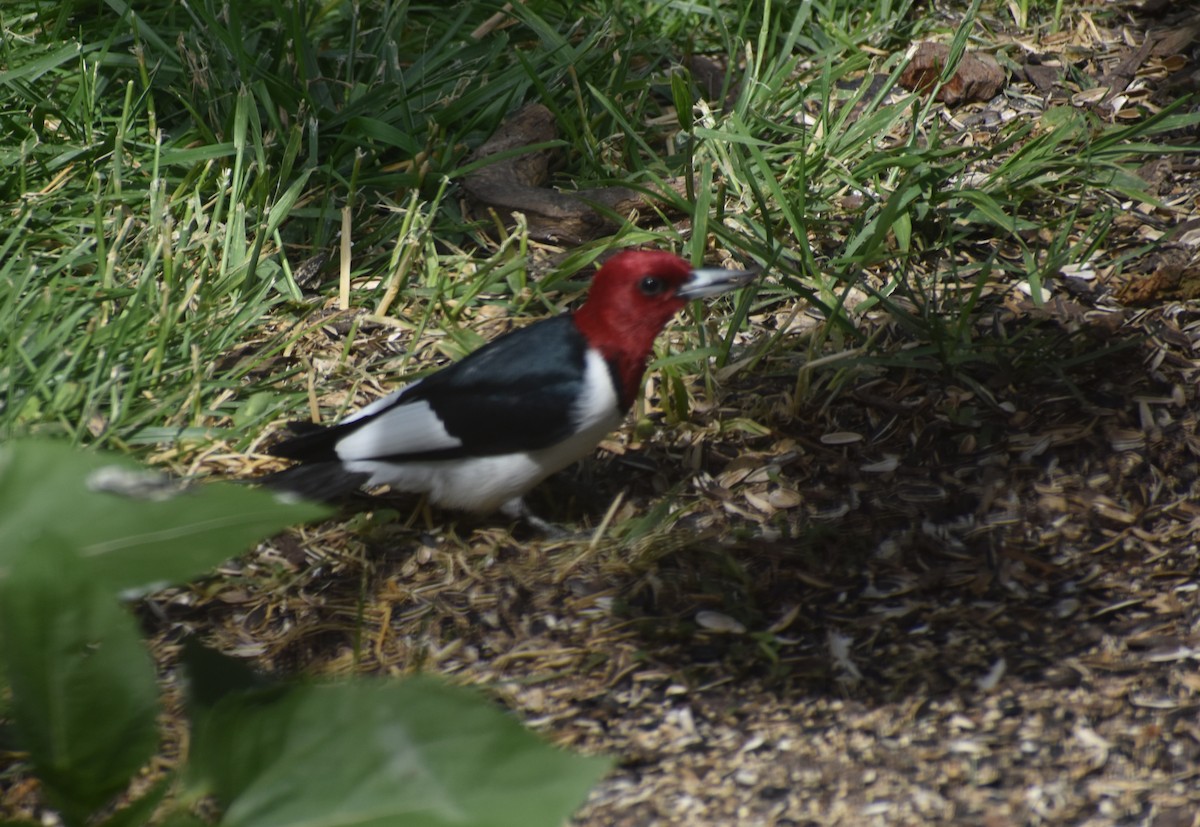 Red-headed Woodpecker - David Swanson