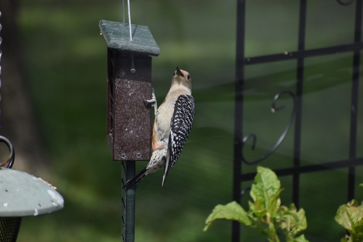 Red-bellied Woodpecker - ML619928832