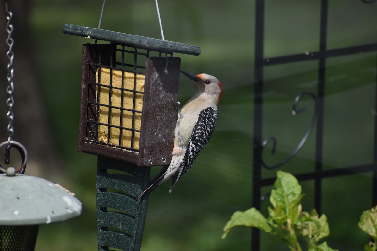 Red-bellied Woodpecker - ML619928833