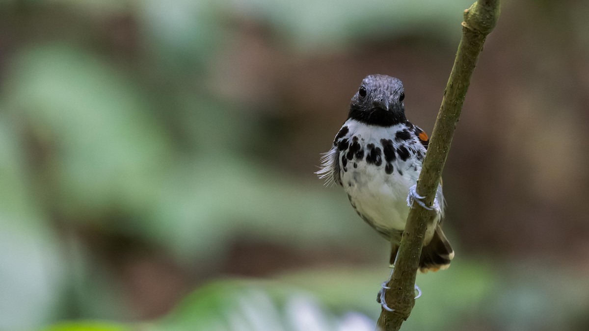 Spotted Antbird - ML619928835