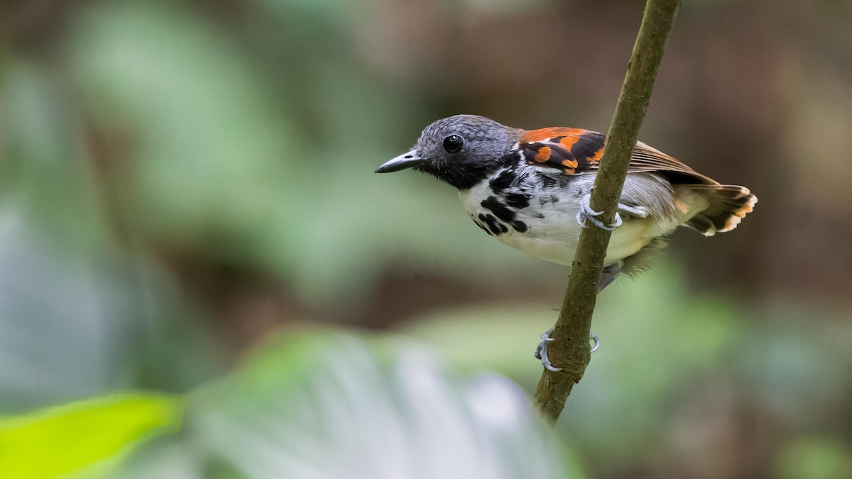 Spotted Antbird - John Andersen