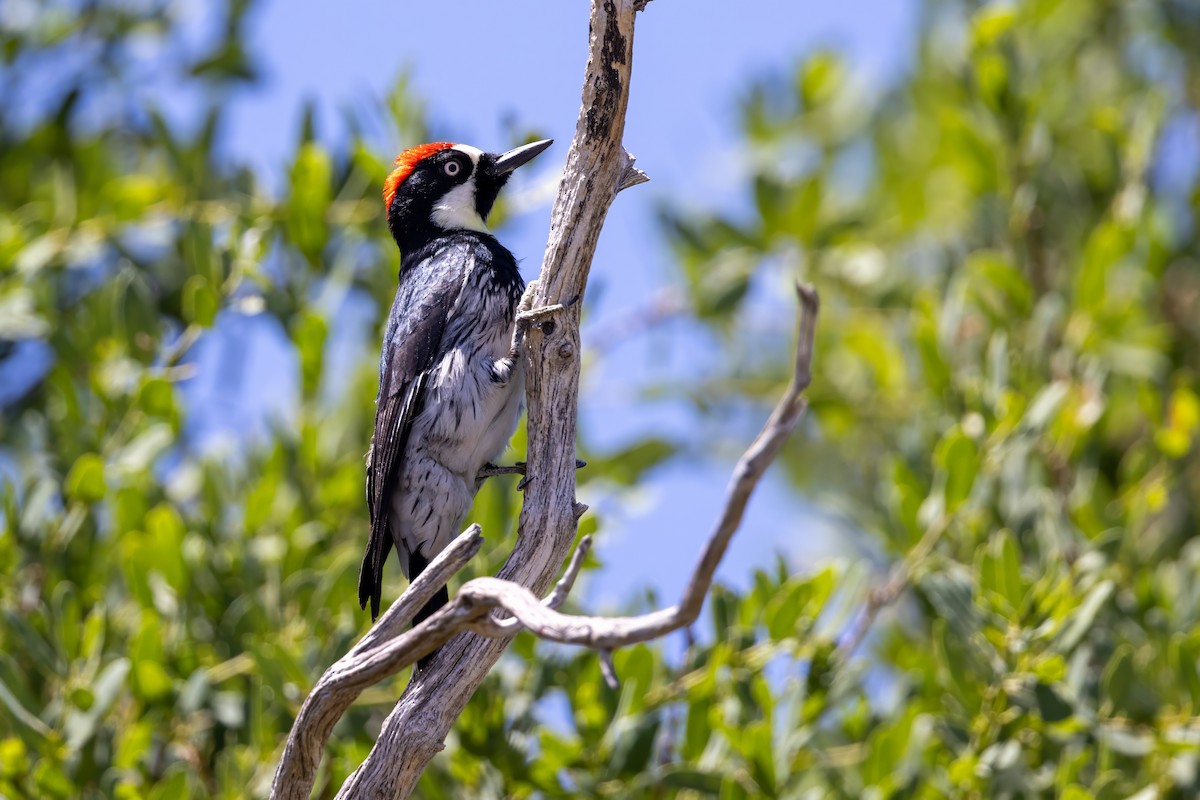 Acorn Woodpecker - ML619928846