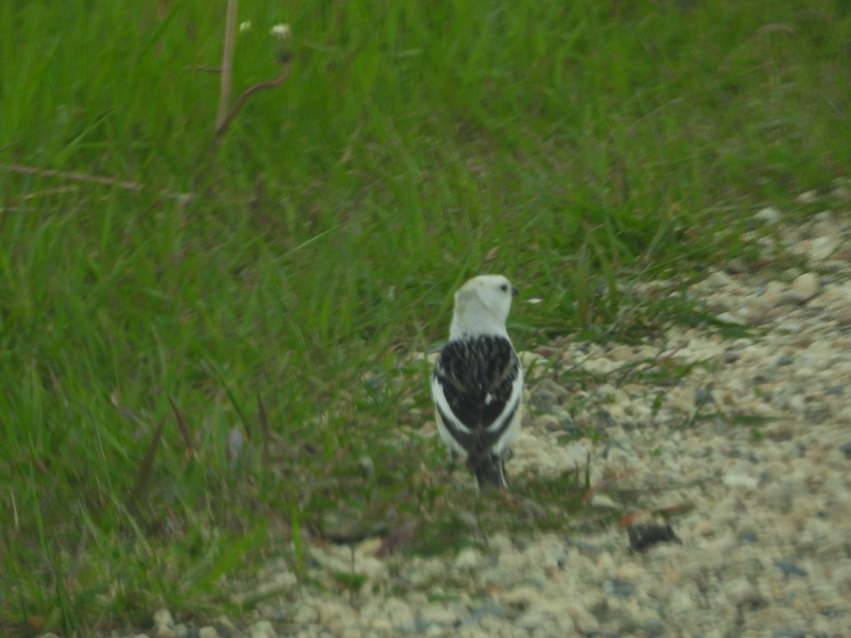 Snow Bunting - ML619928847