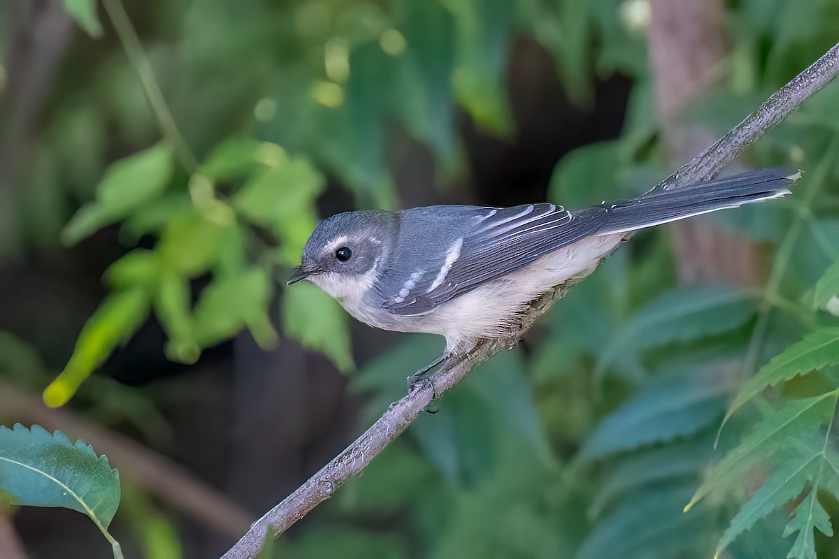 Mangrove Fantail - Ian and Deb Kemmis