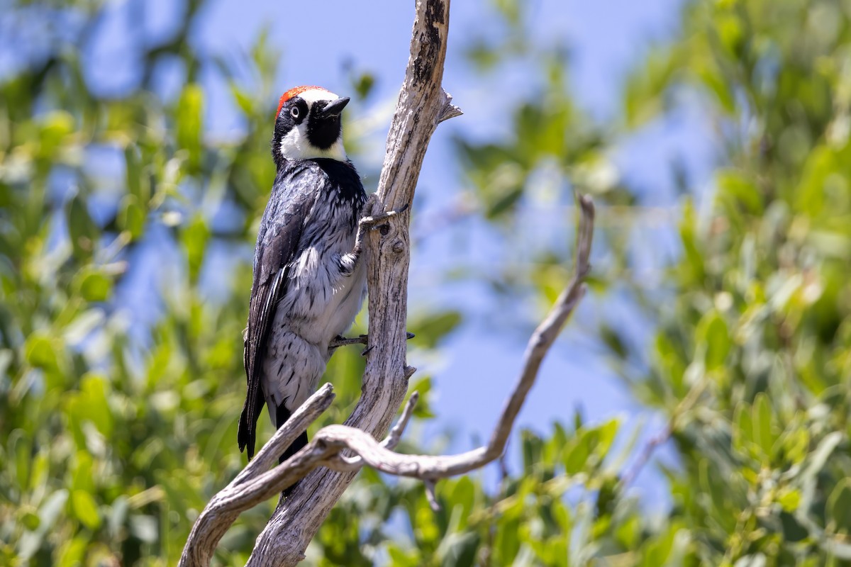 Acorn Woodpecker - ML619928850