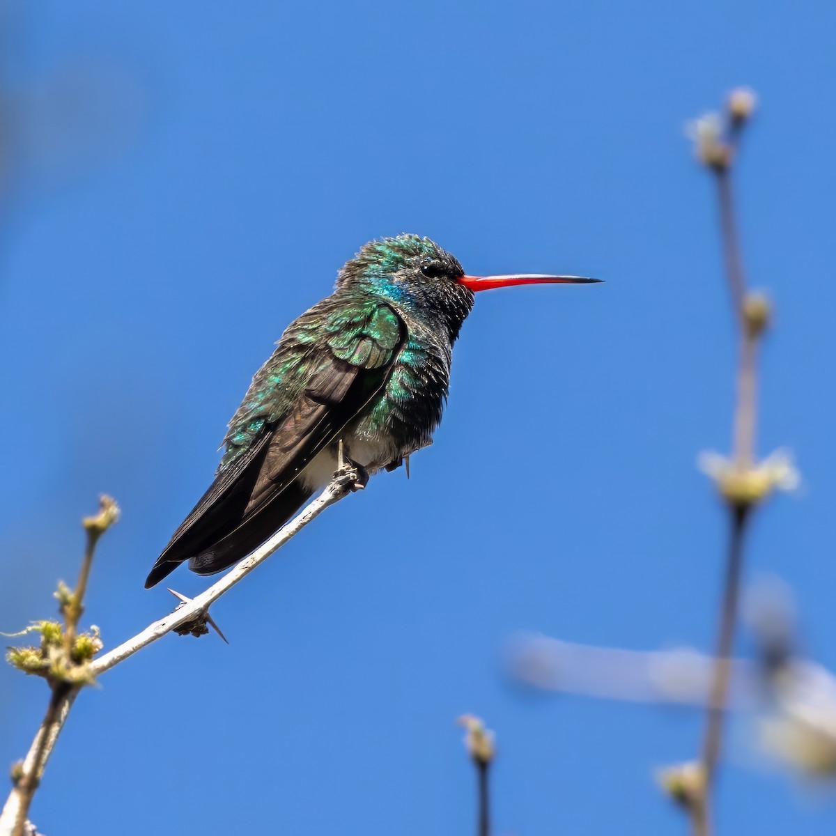 Broad-billed Hummingbird - ML619928878