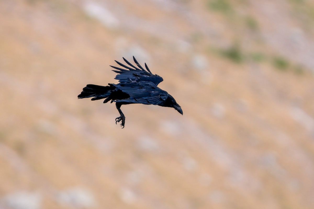 Common Raven - ML619928879
