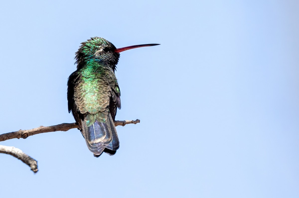 Broad-billed Hummingbird - ML619928881