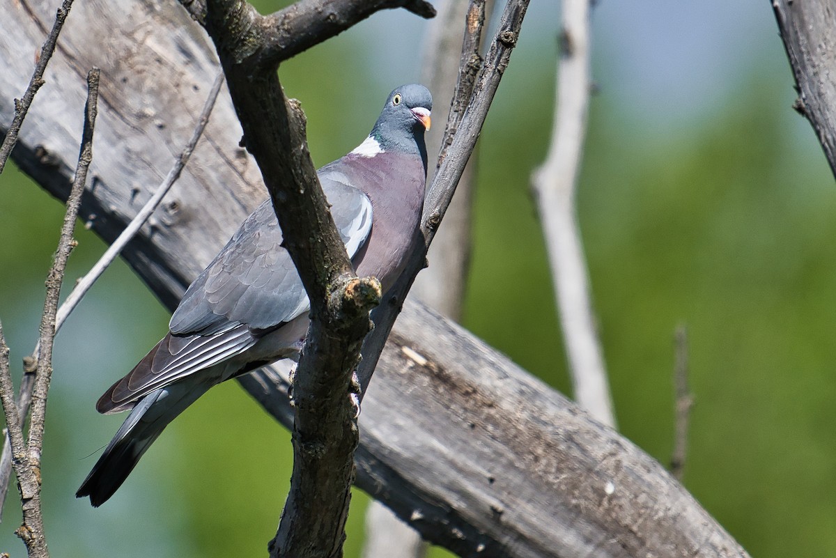 Common Wood-Pigeon - ML619928882