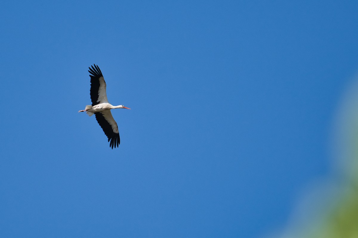 White Stork - ML619928905