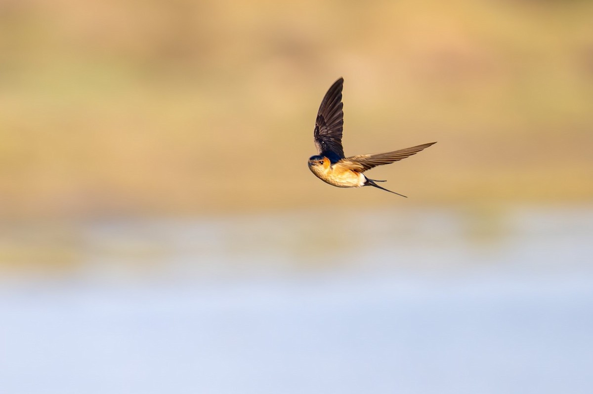 Red-rumped Swallow - ML619928911