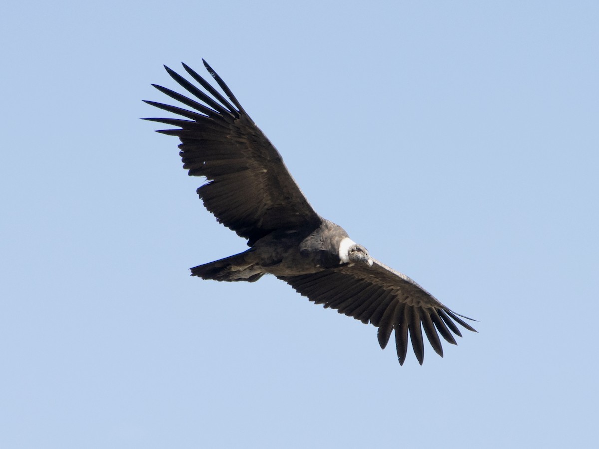 Andean Condor - ML619928912