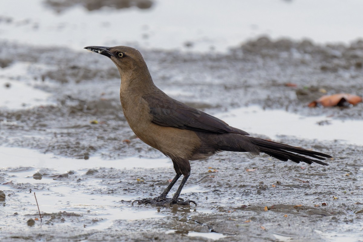 Great-tailed Grackle - ML619928914