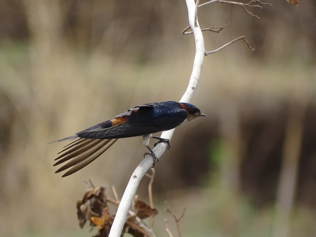 Golondrina Dáurica - ML619928916