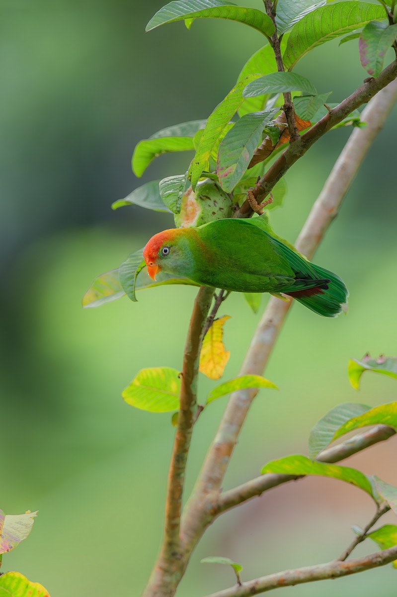 Sri Lanka Hanging-Parrot - ML619928926