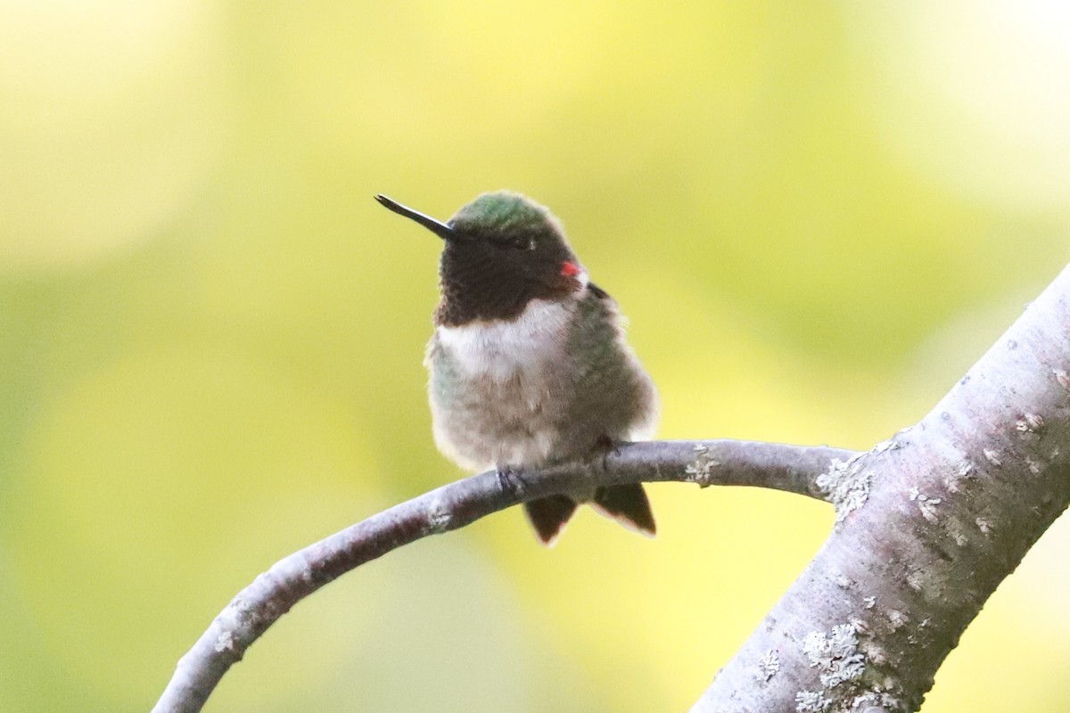 Ruby-throated Hummingbird - ML619928947