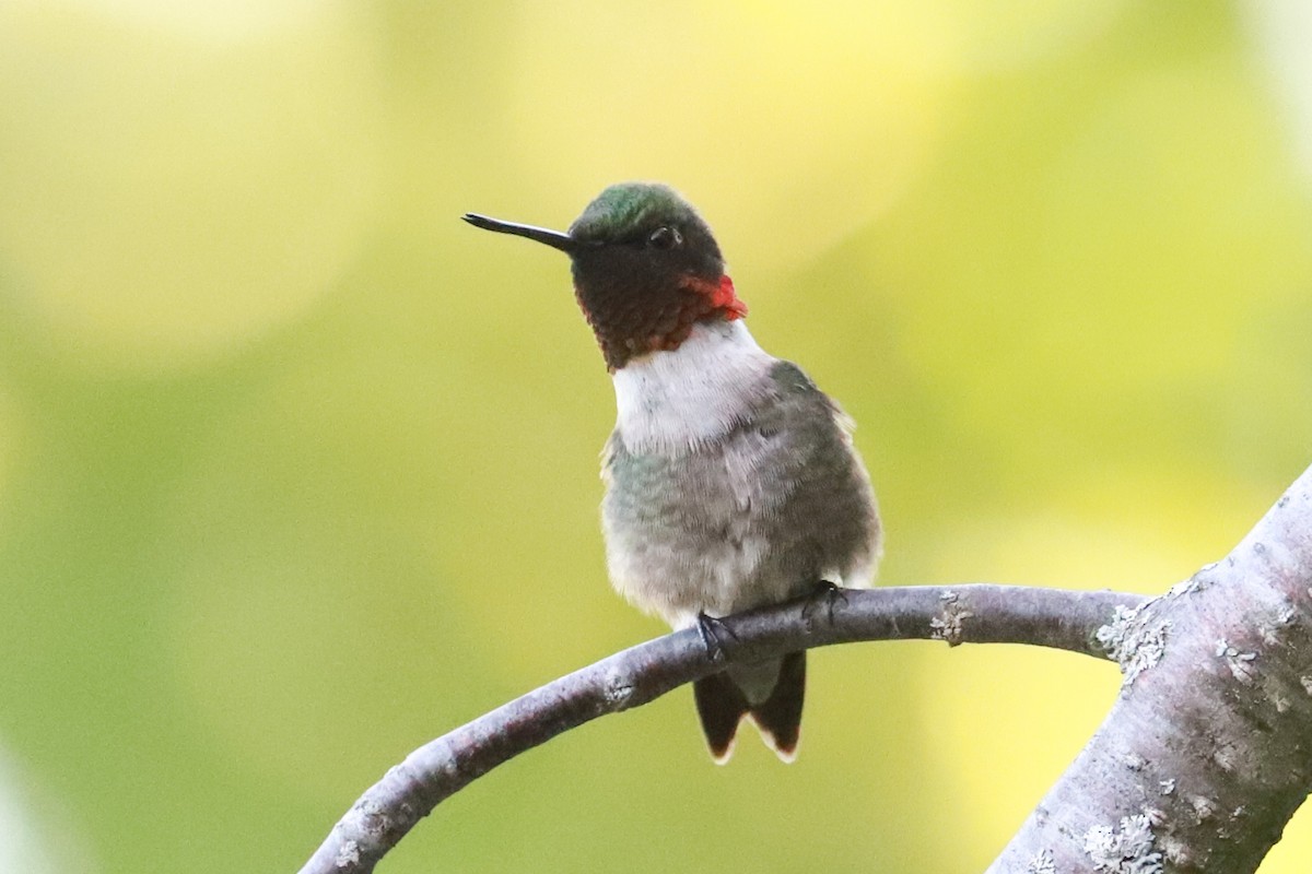 Ruby-throated Hummingbird - ML619928948