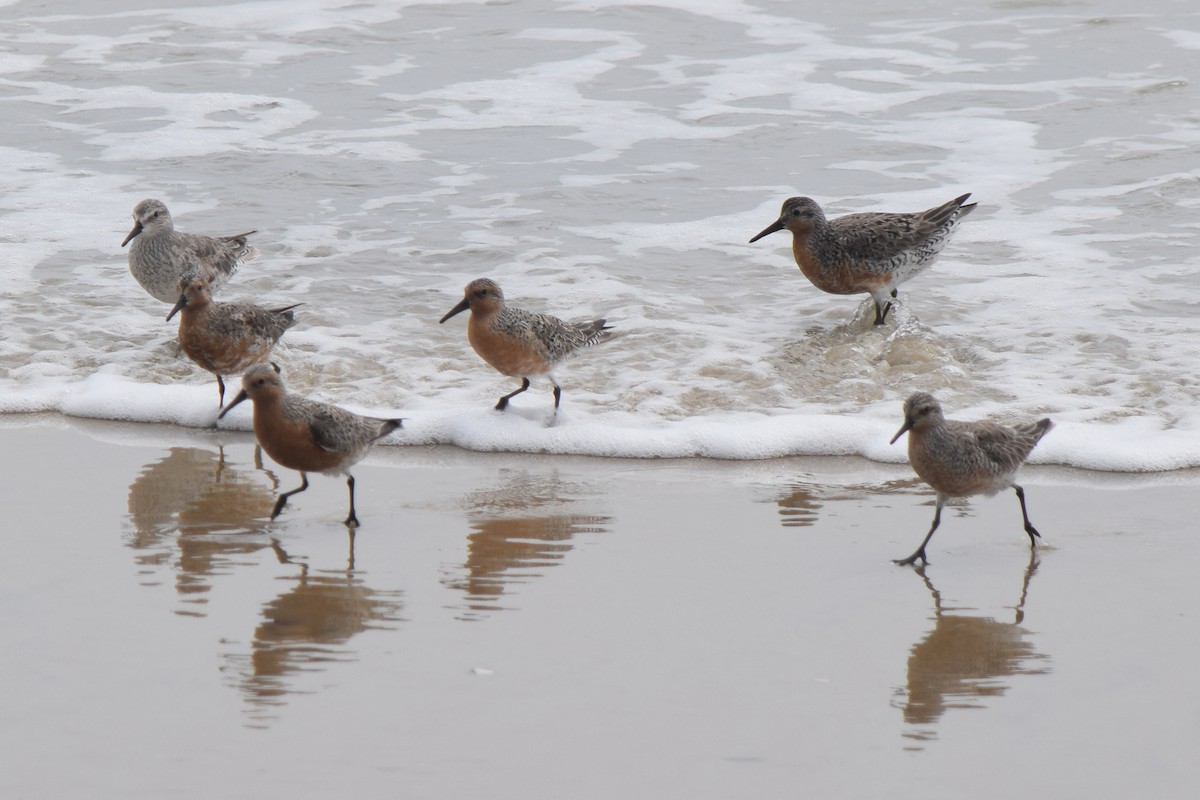 Red Knot - ML619928953